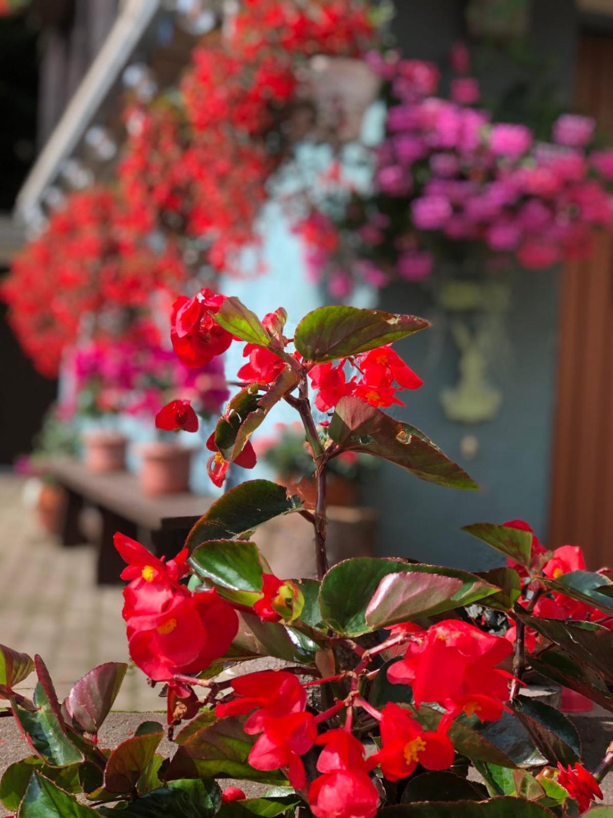 Haus-Erzberg Bed and Breakfast Vordernberg Eksteriør billede